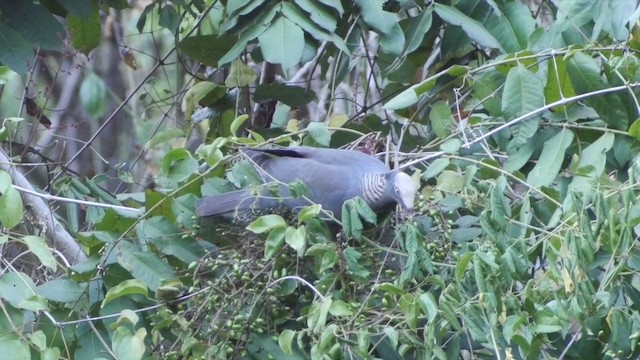 Pigeon à couronne blanche - ML201649741