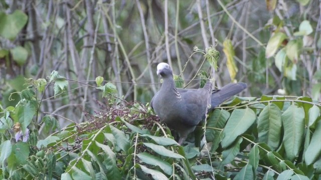 Pigeon à couronne blanche - ML201649751