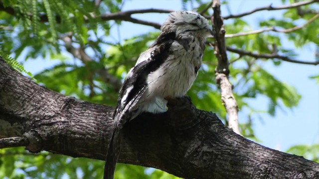 potu středoamerický (ssp. jamaicensis/abbotti) - ML201649761