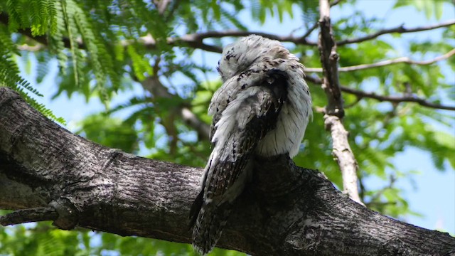 Mexikotagschläfer (jamaicensis/abbotti) - ML201649771