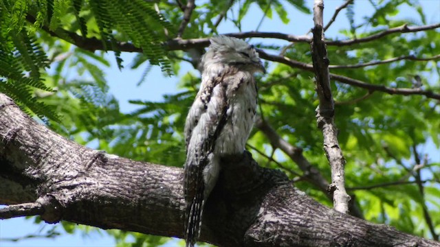 Northern Potoo (Caribbean) - ML201649781