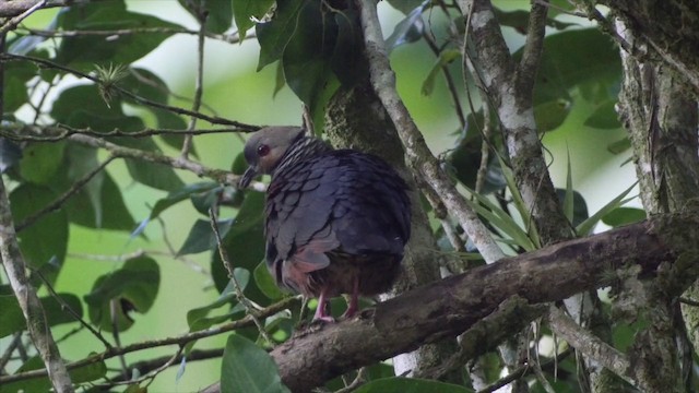 Crested Quail-Dove - ML201649791