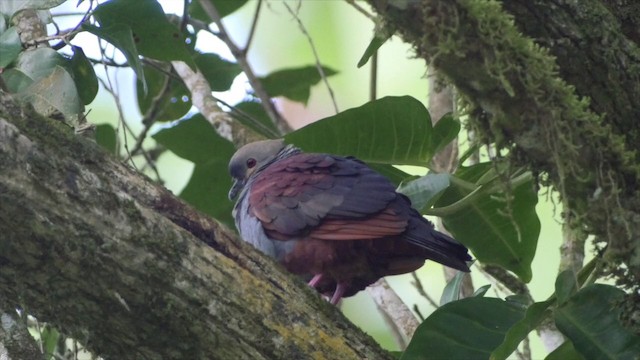 Crested Quail-Dove - ML201649801