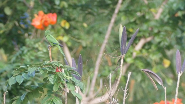 Olive-throated Parakeet (Jamaican) - ML201649811