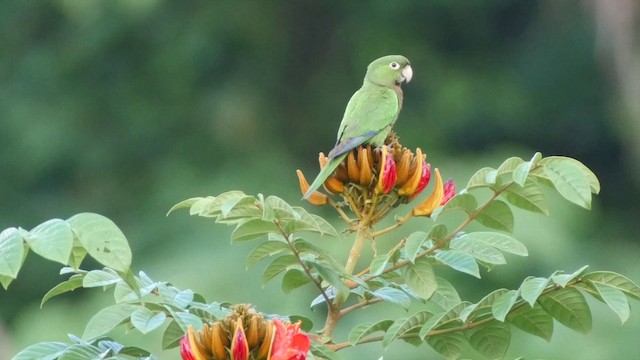 aratinga jamajský (ssp. nana) - ML201649841