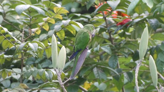 Olive-throated Parakeet (Jamaican) - ML201649851