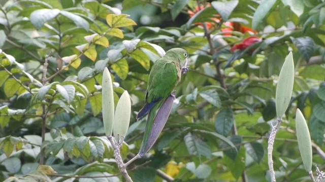 Conure naine (nana) - ML201649851