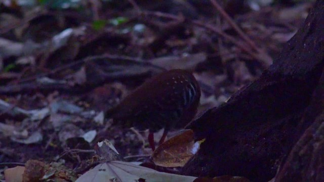 Red-legged Crake - ML201649891