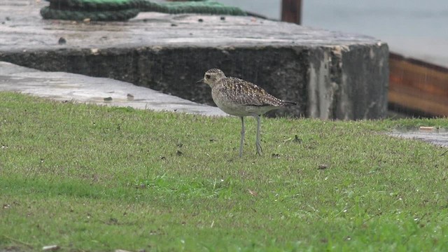 Pacific Golden-Plover - ML201649971