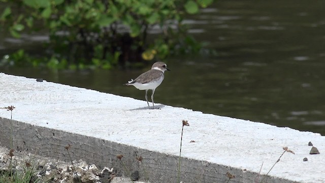 hvitbrystlo (alexandrinus/nihonensis) - ML201649991