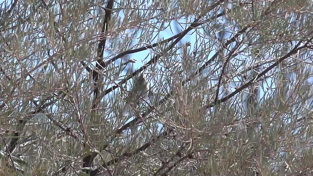 Gray Honeyeater - ML201650031