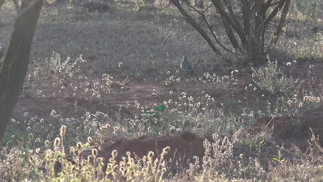 Bourke's Parrot - ML201650041