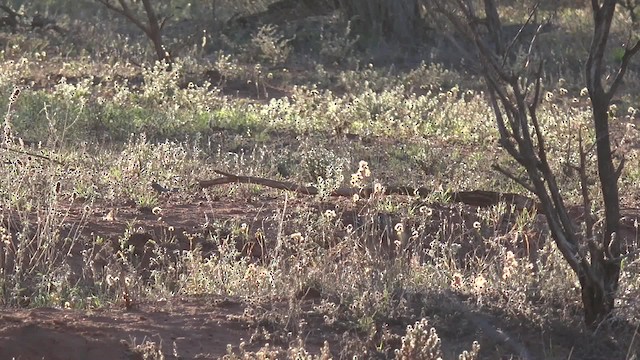 Bourke's Parrot - ML201650051