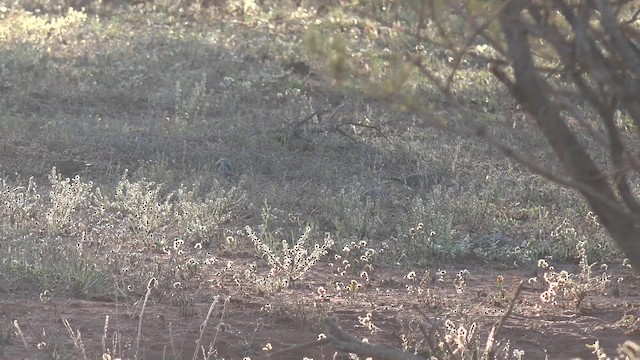 Bourke's Parrot - ML201650061