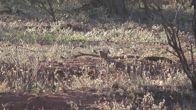 Bourke's Parrot - ML201650071