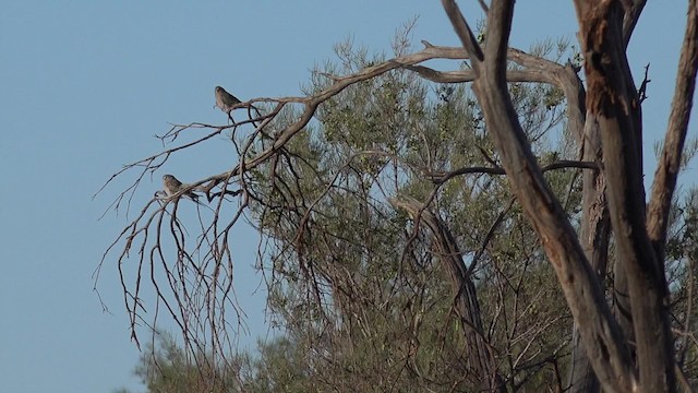 Bourke's Parrot - ML201650081