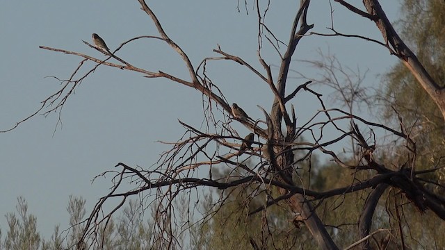 Bourke's Parrot - ML201650091