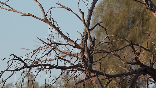 Bourke's Parrot - ML201650101