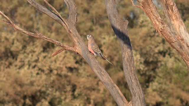 Bourke's Parrot - ML201650111