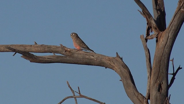 Bourke's Parrot - ML201650121