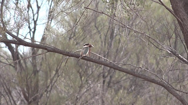 Red-backed Kingfisher - ML201650161