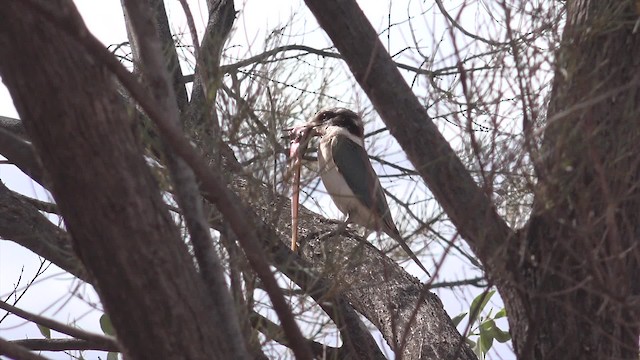 Red-backed Kingfisher - ML201650171