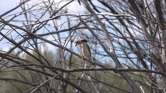 Red-backed Kingfisher - ML201650181