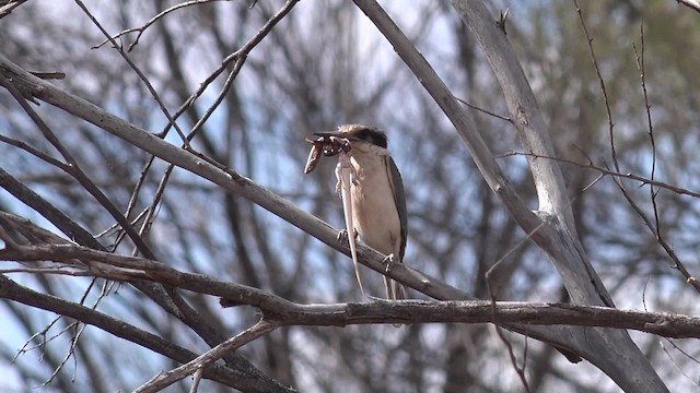 Red-backed Kingfisher - ML201650191