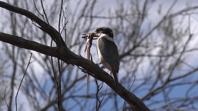 Red-backed Kingfisher - ML201650201