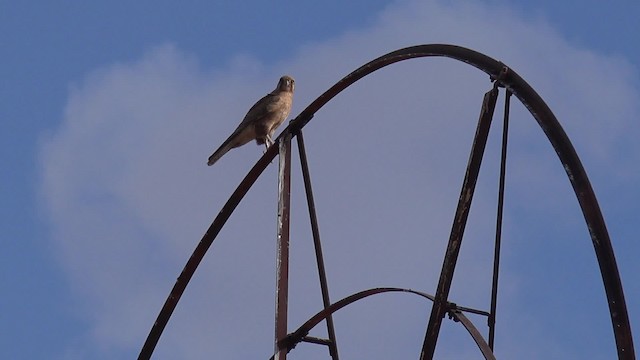 Brown Falcon - ML201650211