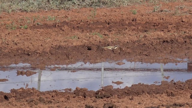 Singing Honeyeater - ML201650251