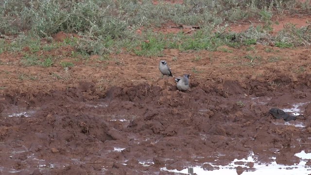 Black-faced Woodswallow (Black-vented) - ML201650261