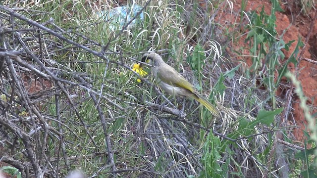 Singing Honeyeater - ML201650271