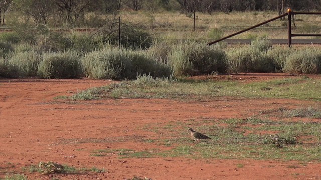 Common Bronzewing - ML201650311