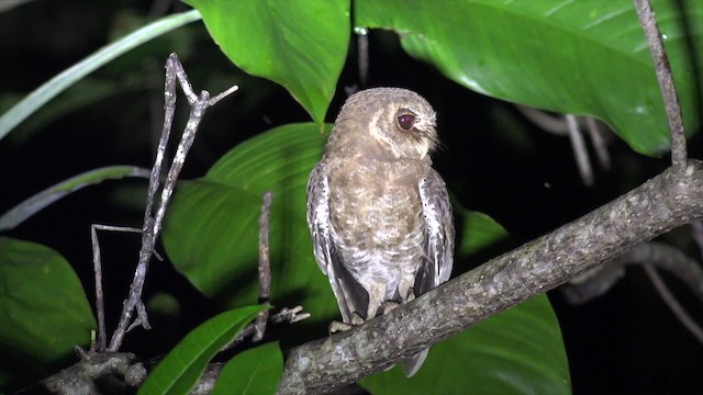 カキイロコノハズク - ML201650341