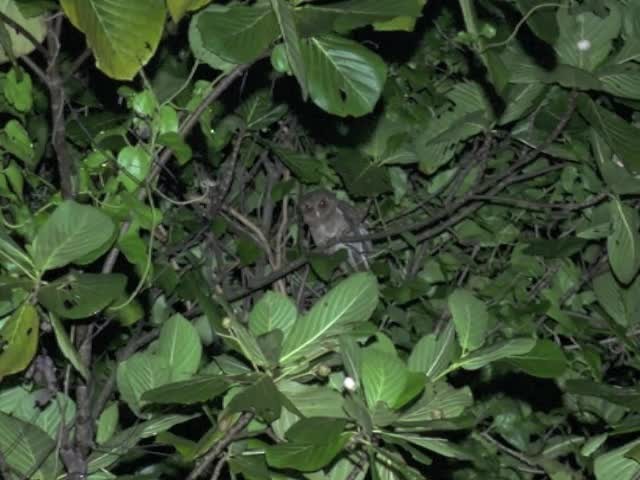 Palau Scops-Owl - ML201650351