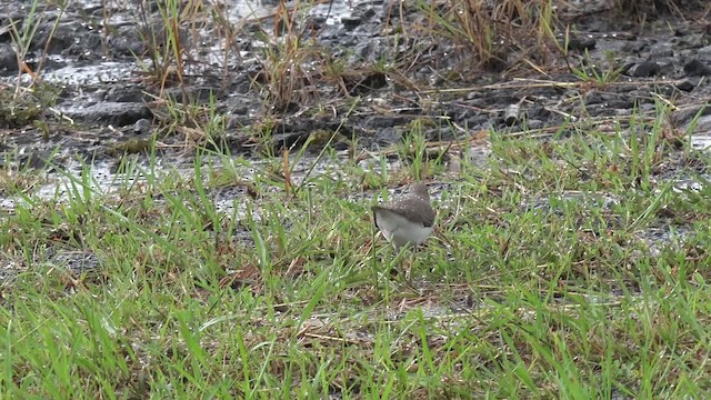 Common Sandpiper - ML201650361