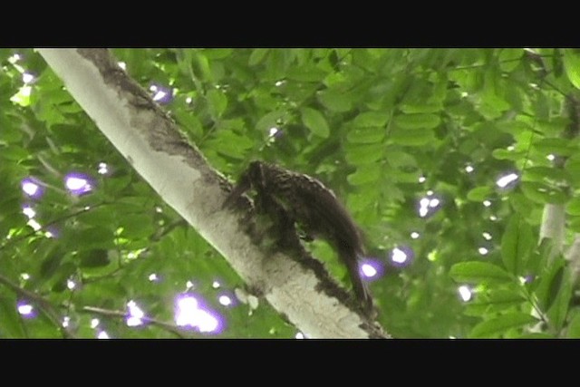 Black-striped Woodcreeper - ML201650381