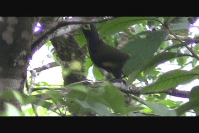 Yellow-eared Toucanet - ML201650401