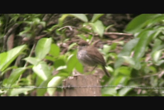 Ruddy-capped Nightingale-Thrush - ML201650491