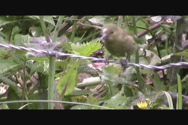 Yellow-bellied Siskin - ML201650511