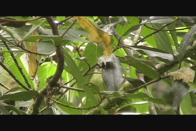 キバネモズモドキ - ML201650521