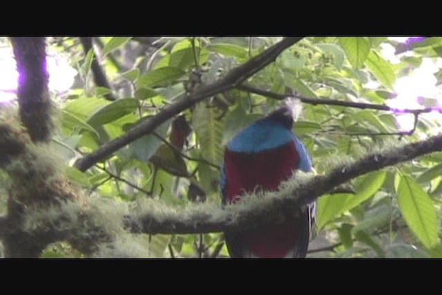 カザリキヌバネドリ - ML201650531