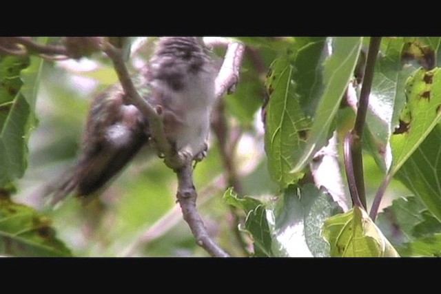 バラエリフトオハチドリ - ML201650541