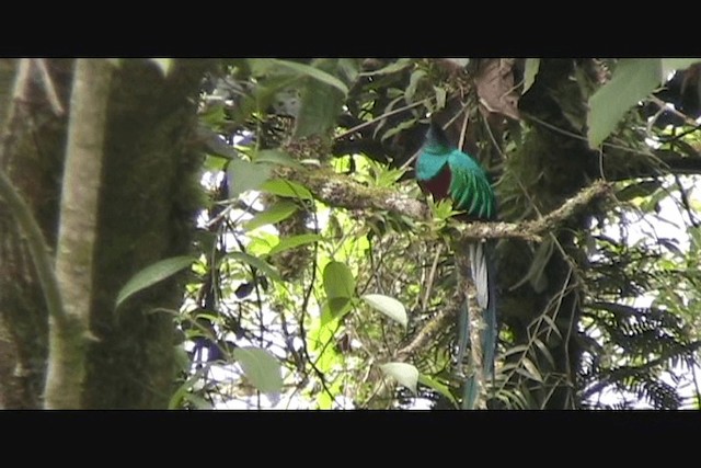 kvesal chocholatý - ML201650551