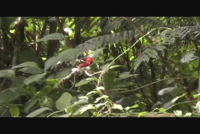 Flame-colored Tanager - ML201650561