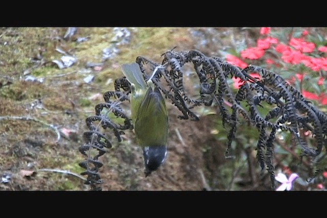 Sooty-capped Chlorospingus - ML201650571