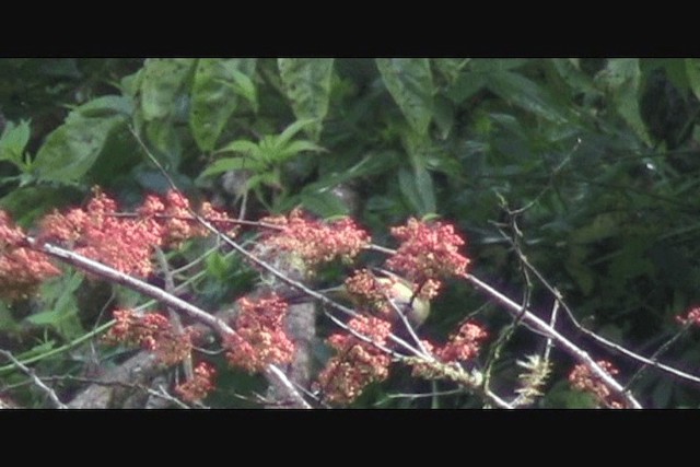 オナガレンジャクモドキ - ML201650581