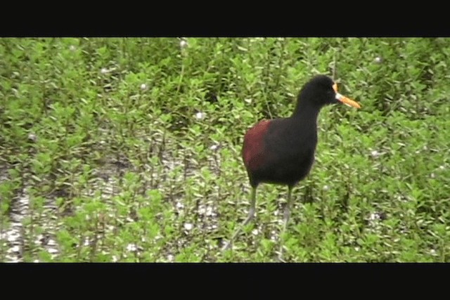 アメリカレンカク - ML201650601