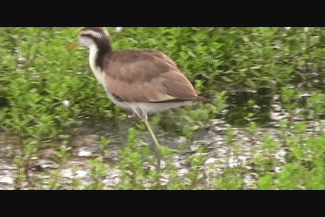 アメリカレンカク - ML201650611